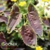 SANDY CLAWS EPIMEDIUM 2 SANDY CLAWS EPIMEDIUM -Sooner Plant Farm Shop DETA 4596
