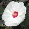 SUMMERIFIC® FRENCH VANILLA HARDY HIBISCUS -Sooner Plant Farm Shop DETA 4598