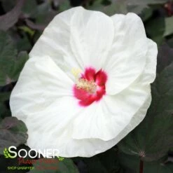 SUMMERIFIC® FRENCH VANILLA HARDY HIBISCUS