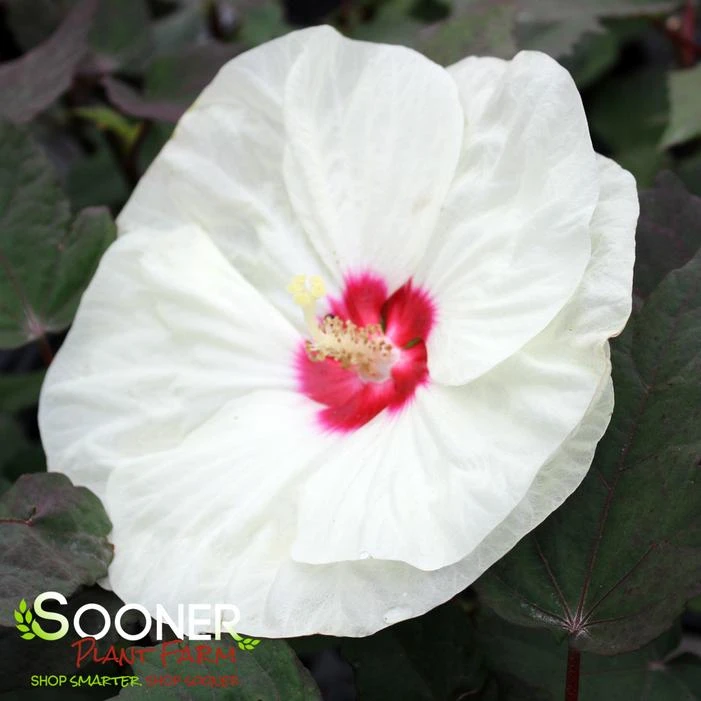 SUMMERIFIC® FRENCH VANILLA HARDY HIBISCUS 3 SUMMERIFIC® FRENCH VANILLA HARDY HIBISCUS
