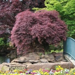 CRIMSON QUEEN WEEPING JAPANESE MAPLE 6 CRIMSON QUEEN WEEPING JAPANESE MAPLE -Sooner Plant Farm Shop DETA 46