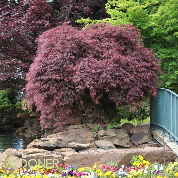 CRIMSON QUEEN WEEPING JAPANESE MAPLE 4 CRIMSON QUEEN WEEPING JAPANESE MAPLE - Image 3