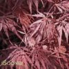 INABA SHIDARE WEEPING JAPANESE MAPLE 2 INABA SHIDARE WEEPING JAPANESE MAPLE -Sooner Plant Farm Shop DETA 460
