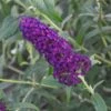 MONARCH® DARK DYNASTY BUTTERFLY BUSH 1 MONARCH® DARK DYNASTY BUTTERFLY BUSH -Sooner Plant Farm Shop DETA 4609