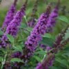 HUMDINGER® ORCHID ANNIE BUTTERFLY BUSH -Sooner Plant Farm Shop DETA 4610