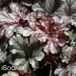 TIMELESS TREASURE CORAL BELLS -Sooner Plant Farm Shop DETA 4613