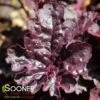 GRAPE EXPECTATIONS CORAL BELLS -Sooner Plant Farm Shop DETA 4621