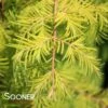 AMBER GLOW™ DAWN REDWOOD -Sooner Plant Farm Shop DETA 4629