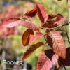 FIRE BELLE AMERICAN HORNBEAM 1 FIRE BELLE AMERICAN HORNBEAM -Sooner Plant Farm Shop DETA 4631