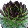 CHICK CHARMS® APPLETINI™ HENS & CHICKS -Sooner Plant Farm Shop DETA 4652
