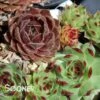 CHICK CHARMS® TRIO CHERRY CORDIAL™ HENS & CHICKS -Sooner Plant Farm Shop DETA 4665