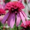 DOUBLE SCOOP™ BUBBLE GUM CONEFLOWER -Sooner Plant Farm Shop DETA 4678