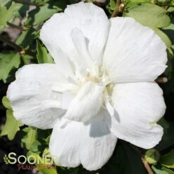 WHITE CHIFFON® ALTHEA 11 WHITE CHIFFON® ALTHEA -Sooner Plant Farm Shop DETA 469