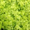 GOLDEN JAPANESE WOODLAND SEDUM 2 GOLDEN JAPANESE WOODLAND SEDUM -Sooner Plant Farm Shop DETA 4695