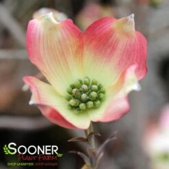 APACHE DOGWOOD -Sooner Plant Farm Shop DETA 4700
