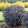 ROCK 'N GROW® BACK IN BLACK SEDUM -Sooner Plant Farm Shop DETA 4716