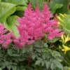 RHYTHM & BLUES ASTILBE -Sooner Plant Farm Shop DETA 472
