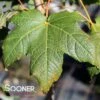 GREEN MOUNTAIN SUGAR MAPLE -Sooner Plant Farm Shop DETA 4739