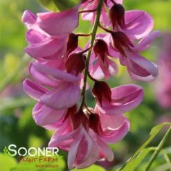 PURPLE ROBE™ BLACK LOCUST -Sooner Plant Farm Shop DETA 4741