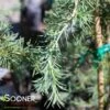TWISTED WEEPER DEODAR CEDAR -Sooner Plant Farm Shop DETA 4757