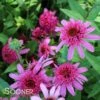 PINK DOUBLE DELIGHT CONEFLOWER 1 PINK DOUBLE DELIGHT CONEFLOWER -Sooner Plant Farm Shop DETA 477