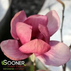 GENIE MAGNOLIA -Sooner Plant Farm Shop DETA 4785