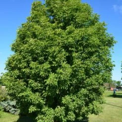 LAVABURST® OHIO BUCKEYE -Sooner Plant Farm Shop DETA 4788