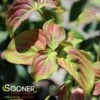 SATOMI KOUSA DOGWOOD -Sooner Plant Farm Shop DETA 4792