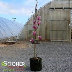 GALAXY MAGNOLIA -Sooner Plant Farm Shop DETA 4796