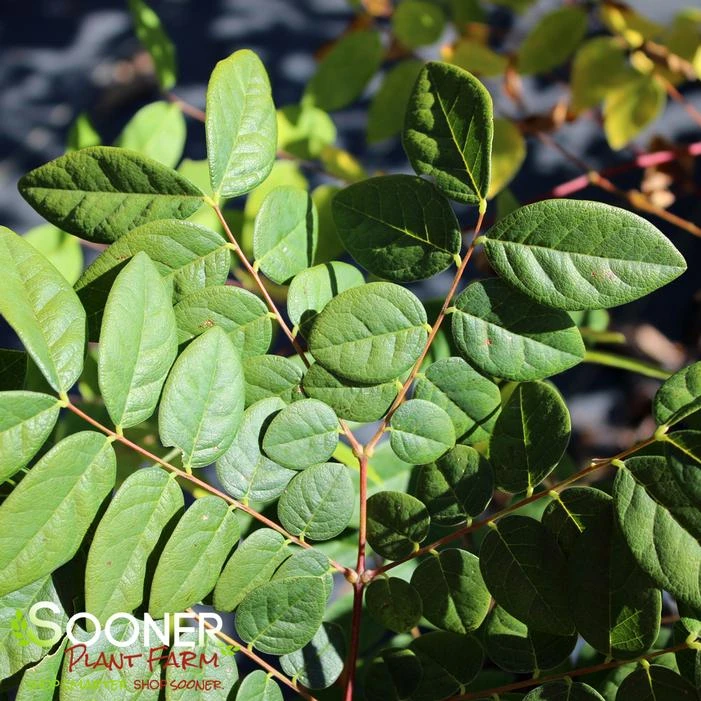 KENTUCKY COFFEETREE 3 KENTUCKY COFFEETREE