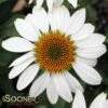 FRAGRANT ANGEL CONEFLOWER -Sooner Plant Farm Shop DETA 480
