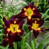 PERSIAN RUBY DAYLILY 2 PERSIAN RUBY DAYLILY -Sooner Plant Farm Shop DETA 4817
