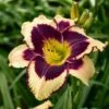 INKHEART DAYLILY -Sooner Plant Farm Shop DETA 4821