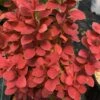 SUNJOY ORANGE PILLAR® BARBERRY 2 SUNJOY ORANGE PILLAR® BARBERRY -Sooner Plant Farm Shop DETA 4832