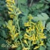 CANARY FEATHERS CORYDALIS -Sooner Plant Farm Shop DETA 490
