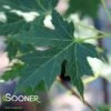 CELEBRATION® MAPLE -Sooner Plant Farm Shop DETA 4902