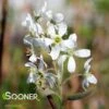 CUMULUS SERVICEBERRY -Sooner Plant Farm Shop DETA 4904