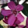 PURPLE PRINCE CRABAPPLE -Sooner Plant Farm Shop DETA 4905