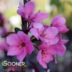 SHOW TIME™ CRABAPPLE -Sooner Plant Farm Shop DETA 4906
