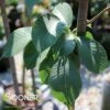 EMERALD SUNSHINE® ELM -Sooner Plant Farm Shop DETA 4907