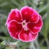 MOUNTAIN FROST™ RUBY GLITTER DIANTHUS -Sooner Plant Farm Shop DETA 4917