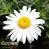 LUCILLE™ WHITE SHASTA DAISY 1 LUCILLE™ WHITE SHASTA DAISY -Sooner Plant Farm Shop DETA 4939