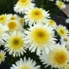 REAL GLORY SHASTA DAISY -Sooner Plant Farm Shop DETA 4940