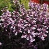 DAKOTA™ BURGUNDY BEARDTONGUE -Sooner Plant Farm Shop DETA 4942
