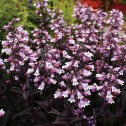 DAKOTAâ„¢ BURGUNDY BEARDTONGUE