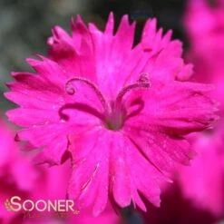 NEON STAR DIANTHUS 9 NEON STAR DIANTHUS -Sooner Plant Farm Shop DETA 496