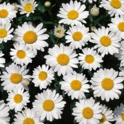 SNOWCAP DWARF SHASTA DAISY