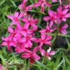 SCARLET FLAME CREEPING PHLOX 1 SCARLET FLAME CREEPING PHLOX -Sooner Plant Farm Shop DETA 4975