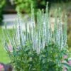 SNOW CANDLES SPEEDWELL -Sooner Plant Farm Shop DETA 4984