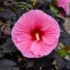 SUMMERIFIC® EDGE OF NIGHT HARDY HIBISCUS -Sooner Plant Farm Shop DETA 4995